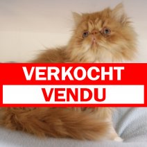 Exotic Longhair 311224 M(BE2899) 140425 verkocht - vendu.jpg