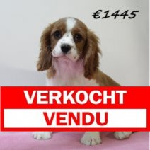 Cavalier King Charles F  031224 (HU9561) 260325 Verkocht - Vendu.jpg