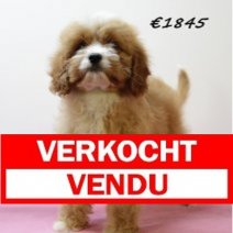 Cavapoo F 101224 (SK5223) 010425 Verkocht - Vendu.jpg