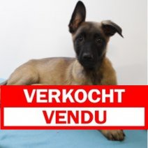 mechelse herder 231224 M (BE7828) 210325 Verkocht - Vendu.jpg
