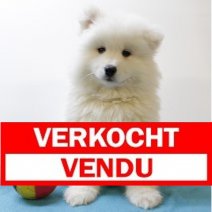 Samojeed 130225 M(BE4257) 180425 Verkocht - Vendu.jpg