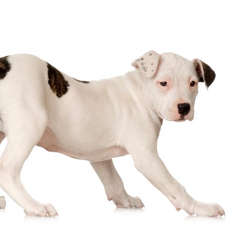 american bulldog2.jpg