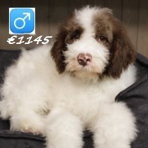Lagotto Romagnolo 311024 (HU7940) 110325.jpg