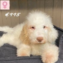 Lagotto Romagnolo 311024 F(HU7942) 150325.jpg