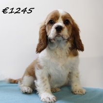 Cavalier King Charles M  031224 (HU9559) 260325.JPG