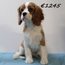 Cavalier King Charles M  031224 (HU9560) 260325.JPG