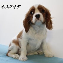 Cavalier King Charles M  081224 (HU9577) 260325.JPG
