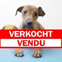 Italiaanse Windhond - verkocht - vendu.jpg