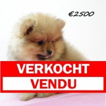 Keesje F 301124(SK2427) 010425 Verkocht - Vendu.jpg