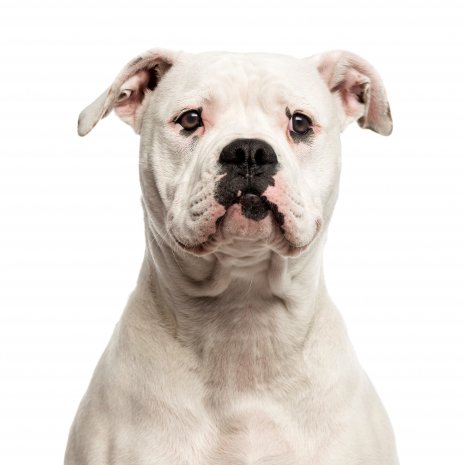 american bulldog