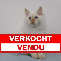 Ragdoll verkocht - vendu.jpg