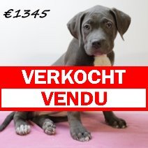 Bully verkocht - vendu.jpg