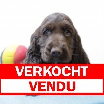 Engelse Cocker chocolat verkocht - vendu.jpg