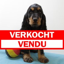 Engelse Cocker 080225 M(BE5520) 180425 verkocht - vendu.jpg