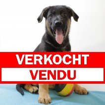Duitse H vendu - verkocht.jpg