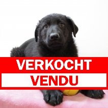Duitse Herder Zwart verkocht - vendu.jpg