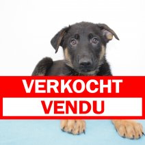 Duitse Herder 250125 M(BE2988) 040425 verkocht - vendu.jpg