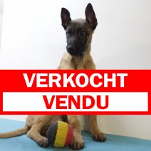mechelse herder 231224 M (BE7822) 210325 verkocht - vendu.jpg