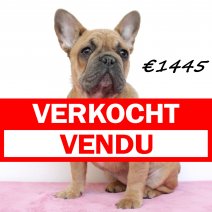 Franse Bulldog 260924 F(HU7849) 060425 verkocht - vendu.jpg