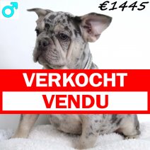 Franse Bulldog 011124 M(HU9513) 160325 verkocht - vendu.jpg