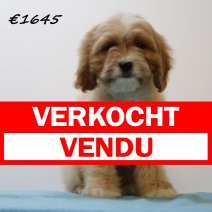 Cavapoo M 101224 (SK5219) 010425 verkocht - vendu.jpg