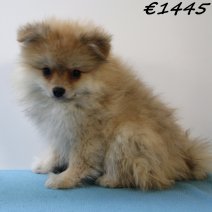 Kees 040125 M(HU9673) 230425..jpg