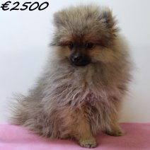 Kees 040125 F(HU9664) 230425..jpg