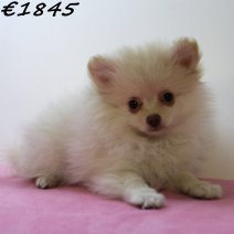 Kees 040125 F(HU9676) 230425..jpg