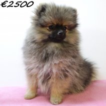 Kees 040125 F(HU9665) 230425..jpg