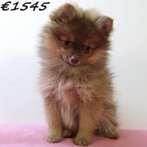 Kees 040125 F(HU9675) 230425..jpg