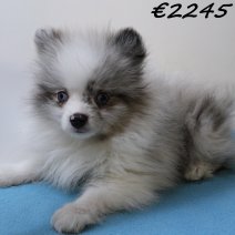 Kees 050125 M(HU9666) 230425..jpg