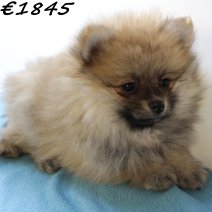 Kees 040125 M(HU1130) 230425..jpg
