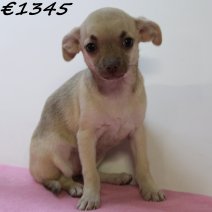 Chihuahua 040125 F(HU1125) 230425..jpg
