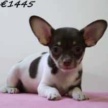 Chihuahua 040125 F(HU1127) 230425..jpg