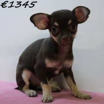 Chihuahua 040125 F(HU1128) 230425..jpg
