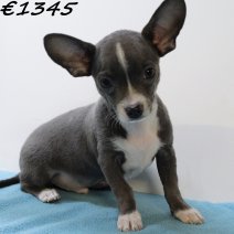 Chihuahua 030125 M(HU9656) 230425..jpg
