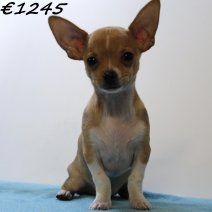 Chihuahua 030125 M(HU9657) 230425..jpg