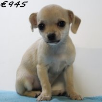 Chihuahua 040125 M(HU1124) 230425..jpg
