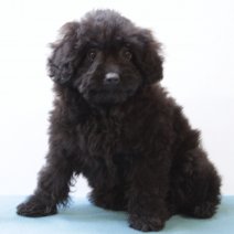 Pomapoo 040125 M(HU9681) 230425.jpg