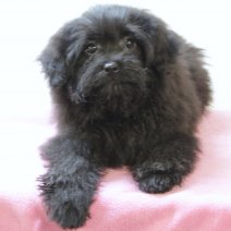 Pomapoo 040125 F(HU9682) 230425.jpg