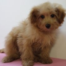 Pomapoo 040125 F(HU9683) 230425.jpg
