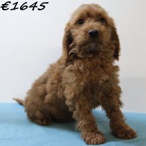 Cockapoo 060125 M(HU9677) 230425..jpg