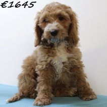 Cockapoo 060125 M(HU9679) 230425..jpg