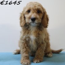 Cockapoo 060125 M(HU9678) 230425..jpg
