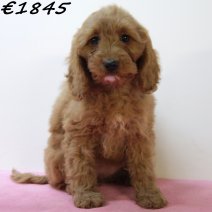Cockapoo 060125 F(HU9680) 230425..jpg