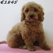 Cockapoo 060125 F(HU9684) 230425..jpg