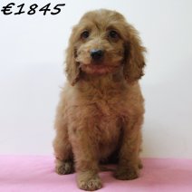 Cockapoo 060125 F(HU9685) 230425..jpg