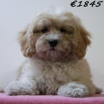 Maltipoo 050125 F(HU1121) 230425..jpg