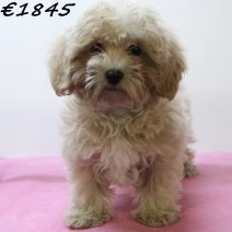 Maltipoo 050125 F(HU1116) 230425..jpg