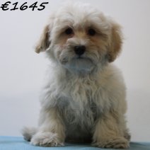 Maltipoo 050125 M(HU1112) 230425..jpg